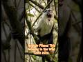 Nobody Filmed This Monkey in the Wild Until 2020