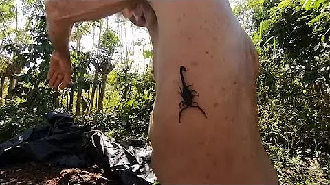 Cosa succede se vieni punto da uno Scorpione?