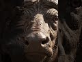 Trapped and Alone 💧 | A Buffalo’s Cry for Hope 🦬 | NatureVerse Media #cinematicnature #animalrescue