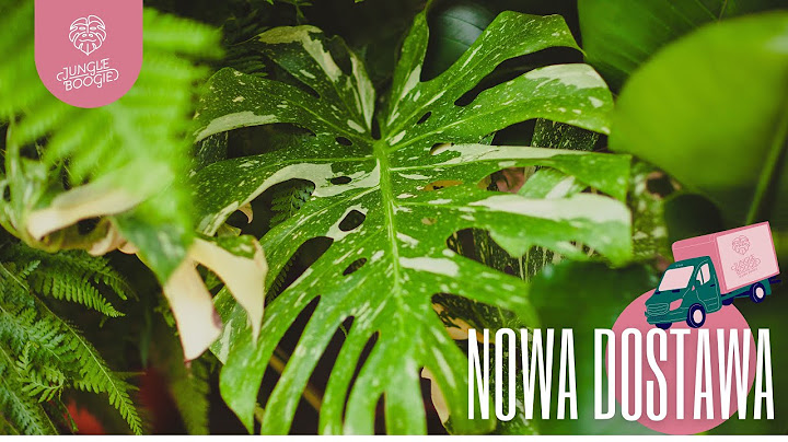 Monstera Thai Constellation i Ficus Moonshine w dużo niższych cenach! Czarująca dostawa roślin🌿