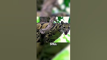 The Clouded Leopard