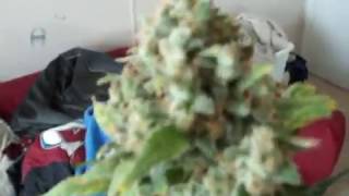 Blueberry Diesel At Harvest