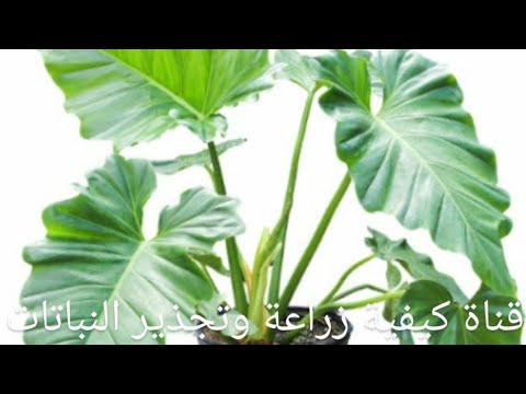 فيديو: النباتات ذات الجذور الهوائية - لماذا نبتتي لها جذور تنبثق من الجوانب