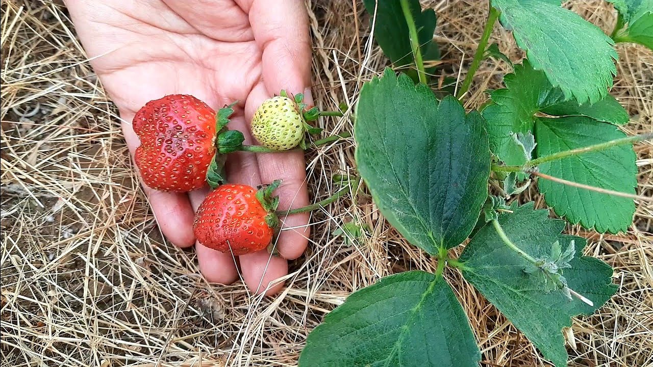 Tips and Tricks to Grow Strawberry|How to Grow Organic strawberries