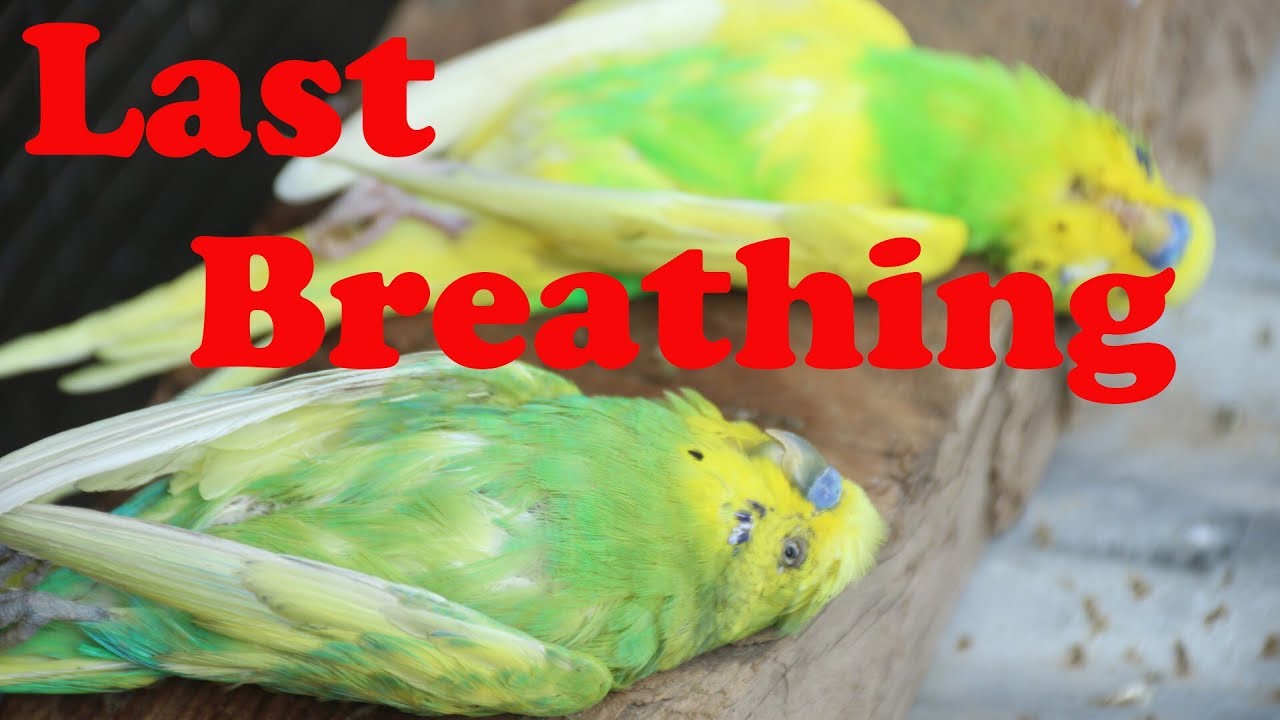 Seasonal death of Budgies YouTube