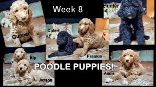 Poodle Litter 02   Week 8 Update