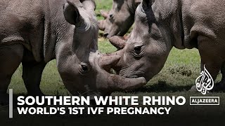 World's 1st IVF pregnancy in southern white rhino sparks hope for endangered northern white rhinos