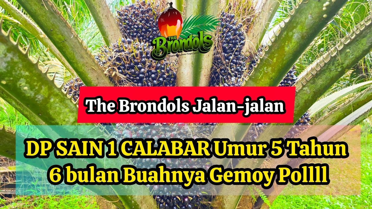 The Brondols Jalan-jalan : DP SAIN 1 CALABAR Umur 5 Tahun 6 bulan Buahnya Gemoy Pollll