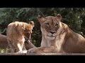 Understanding Lion Pride Dynamics