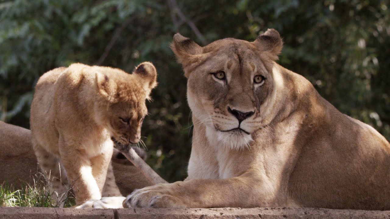 Wild Inside the National Zoo: Lion Pride