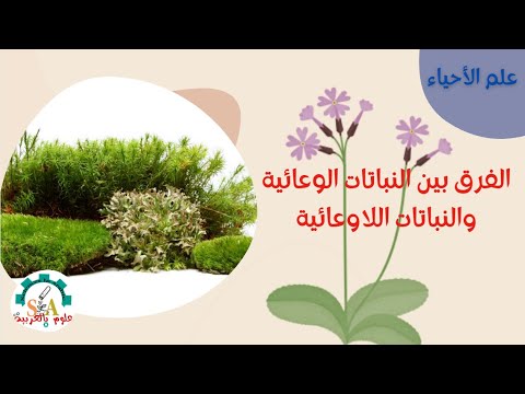 فيديو: ما هو الفرق بين النباتات غير الوعائية والنباتات الوعائية؟