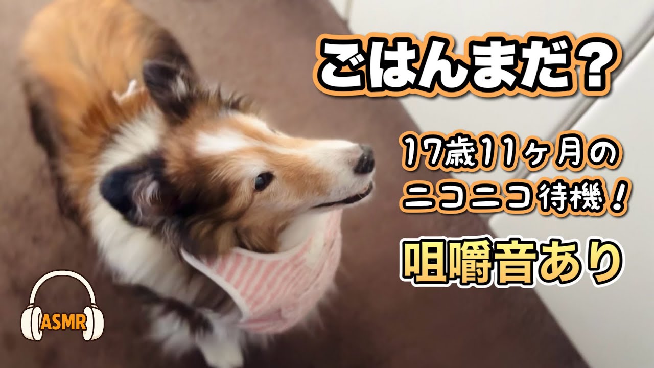 【ASMR】食欲満点のハイシニア💖　〜17歳11ヶ月 シェルティ〜