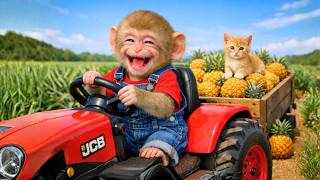 Monkey Nana Drives Red Jcb Tractor To Harvest Pineapples & Rescue A Kitten Monkey Farm Work