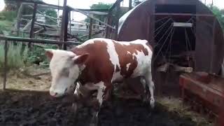 корова танцует