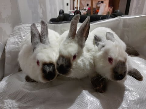 ჩემი კალიფორნიულის საჯიშე ბოცვრები