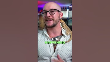 Chameleons are not impossible to take care of