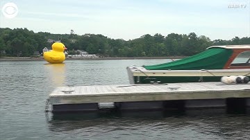 WEB EXTRA: Giant Rubber Duck Floats in A Maine Harbor