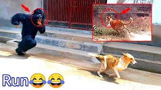 Gorilla fun with dog| Fake gorilla | Dog playing with gorilla
