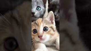 Você Nunca Viu Gatinhos Tão Perto Im 3 Gatinhas Fofas