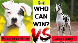Dogo Argentino Vs Great Dane in Hindi | Dog VS Dog | PET INFO | Which One Best For You as Pet? by PET INFO 6,772 views 2 years ago 4 minutes, 23 seconds
