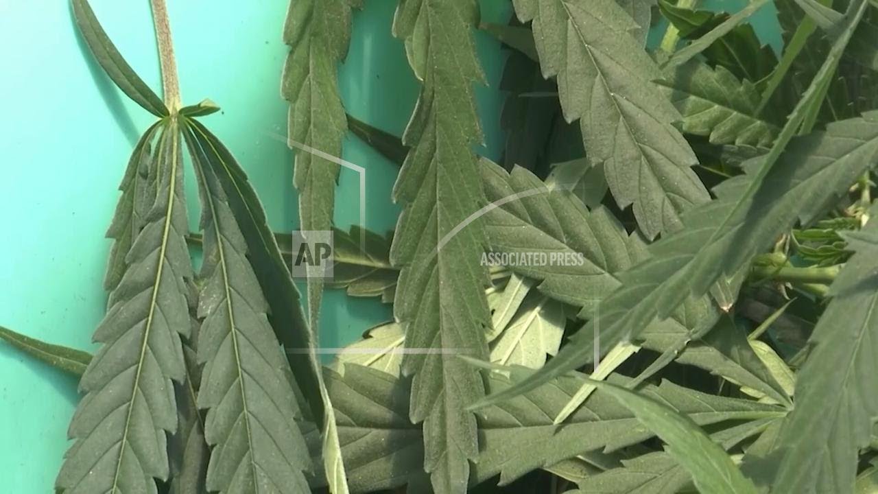 As medical cannabis use grows in the UK, could full legalization be next?