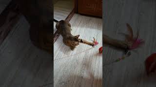 Sab kuch balu kahi toh hai😎cat#catlovers#petlovers#funnycat#comedy#shortsviral#utubeviralshorts#reel