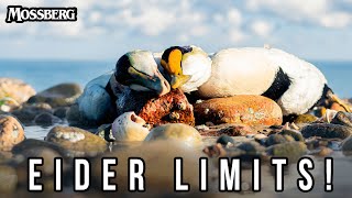 Sea Duck Hunting | Eider Catch Clean Cook