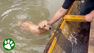 Dogs Abandoned In Flood Asks For Help