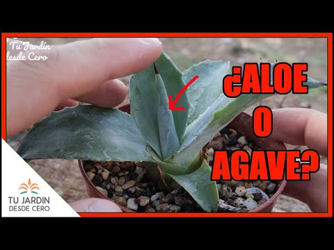 Video: Áloe vs. Plantas de agave: ¿Cuál es la diferencia entre el aloe y el agave?