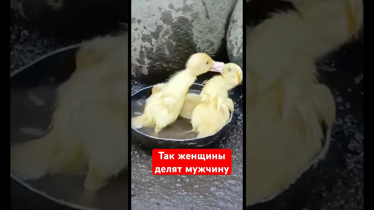 Так женщины делят мужчину 
