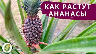 Как растут ананасы в Таиланде🍍