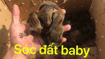 Sóc đất , sóc bông cuối mùa | Sóc Cảnh Trí Viễn