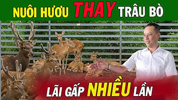 Nuôi Hươu Sao Nga Lãi Gấp Nhiều Lần Nuôi Trâu Bò – Anh Mạnh Đầu Tư 50 Tỷ Bao Tiêu Đầu Ra!