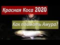 Рыбалка Одесская обл. с. Красная коса 2020. Ловим больших Амуров и Сомов