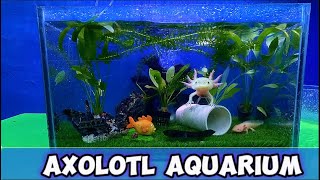 Axolotl Aquarium