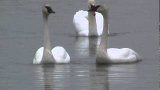 Swan Escort