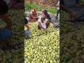 Rajasthan Farmers Make Double Profit From One Field! 🍈 😳 #shortsvideo