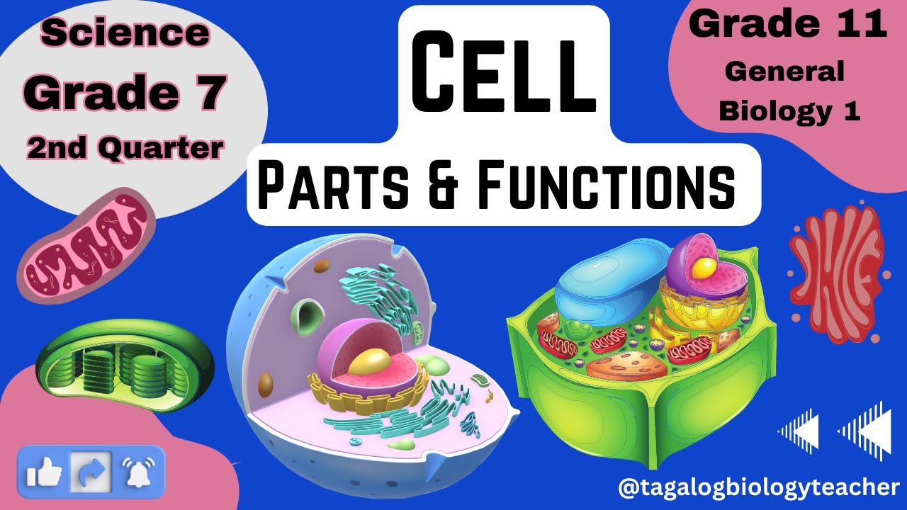 animal cell diagram and functions