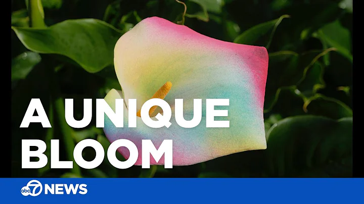 Woman turns calla lilies into colorful masterpieces - DayDayNews