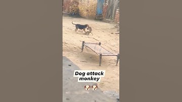 Dog Attack Monkey #shortsfeed #shortsyoutube #animal #shortvideo #short #status