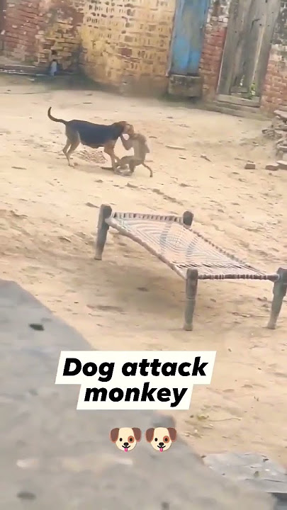 Dog Attack Monkey #shortsfeed #shortsyoutube #animal #shortvideo #short #status