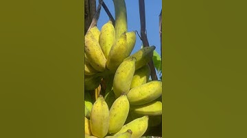 Buồng Chuối Xiêm Chín Cây rất ngon