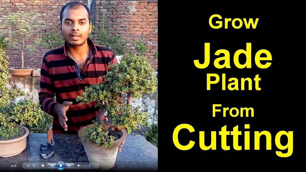 How to grow Jade plant from a cutting | Make Jade Bonsai