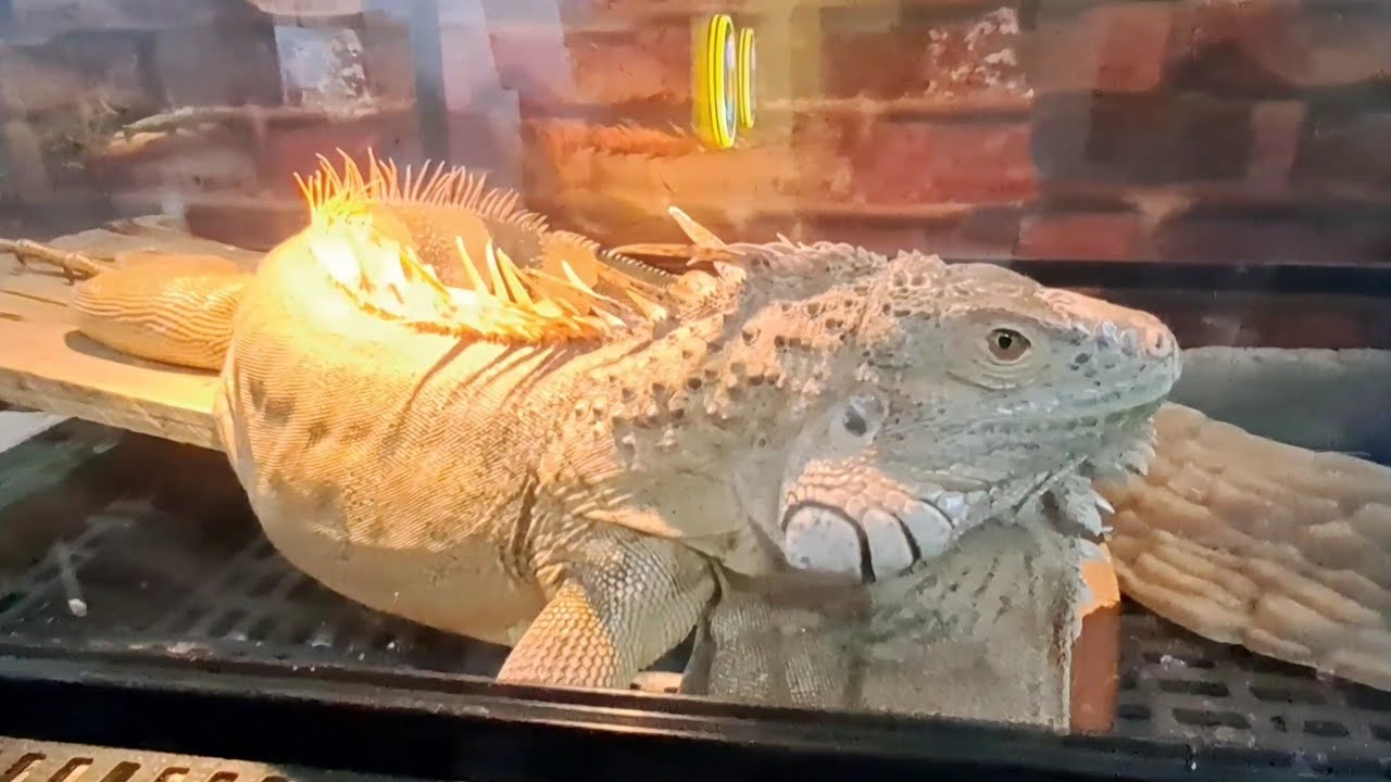 Exotic Pets @ Cartimar 2022