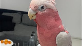 Good night sweetheart Mya the Galah Parrot Kakadu Rosakakadu Papagei cockatoo