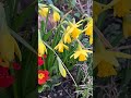 Spring Primroses and Daffodils #primrose #daffodil #springbloom #shorts #nature