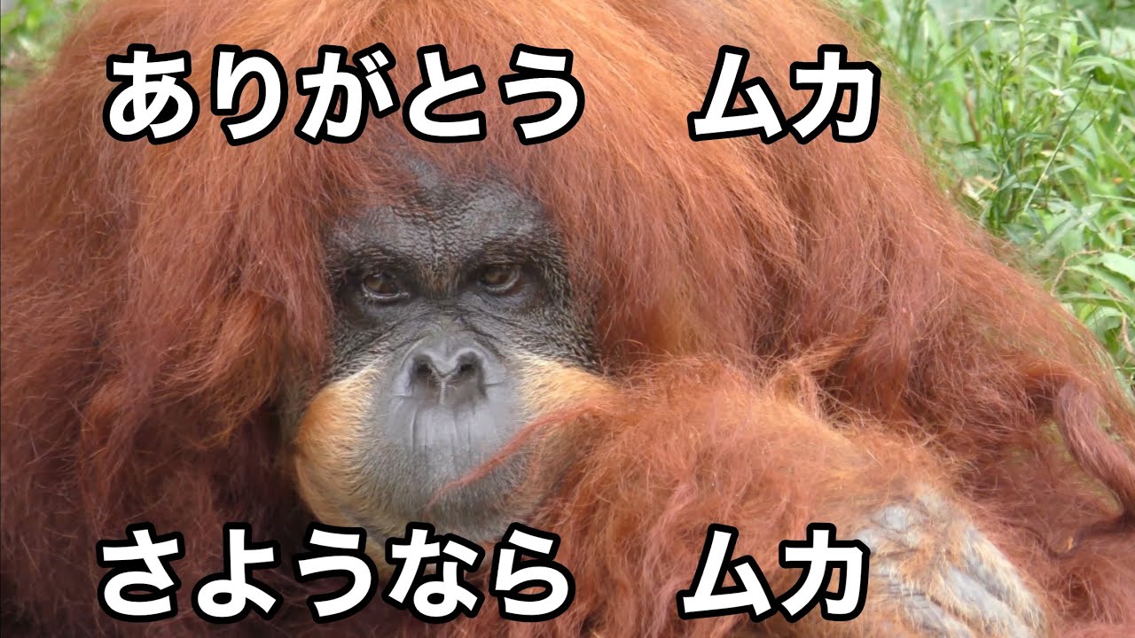 スマトラオランウータン ムカちゃん 2025年1月8日死亡【浜松市動物園