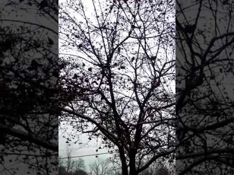 Βίντεο: Cockspur Hawthorn Trees - Συμβουλές για την καλλιέργεια ενός δέντρου Hawthorn Cockspur