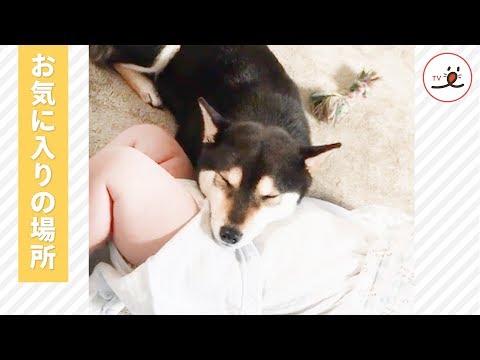 お腹のゆりかご…🌼 ここがお気に入りの場所なんだ💕 【PECO TV】