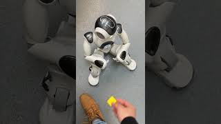 Object Recognition And Reaction